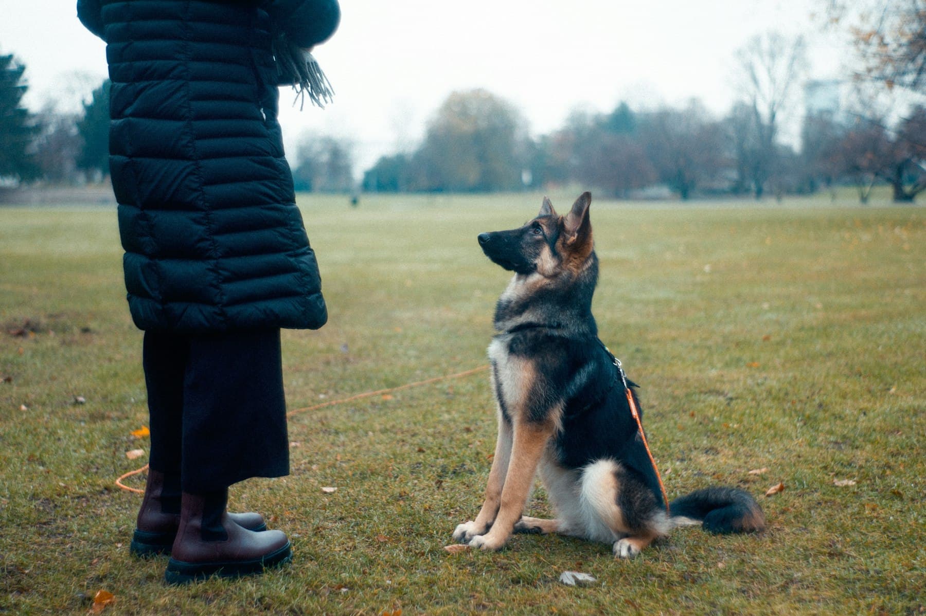 A German Shepherd sitting attentively in front of its handler, holding eye contact